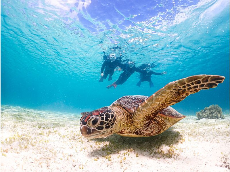 【宮古島・ファミリー大歓声】《☆子ども安心の丁寧サポート♪》雨でも冬でもウミガメと泳げる！シュノーケリング【☆当日予約OK】の紹介画像
