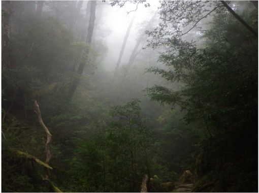 [Kagoshima Yakushima] Yakusugi ที่ดินและป่าไม้ดาราศาสตร์ [มั่น 8 ชั่วโมง]の画像