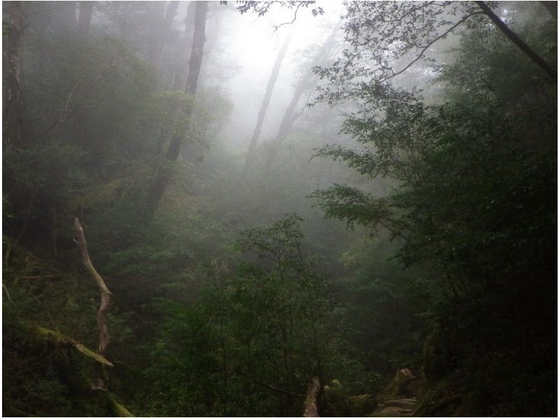 [ 가고시마 · 야쿠시마 ] 야쿠스기란도와 천문의 숲 [단단히 8 시간】の紹介画像