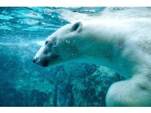 【北海道・札幌発着】11/16～11/30 旭山動物園と富良野・美瑛青い池日帰りバスツアー