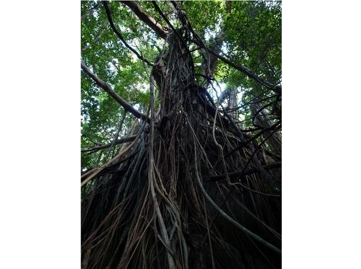 [Kagoshima Yakushima] จะมุ่งหน้าเข้าไปในป่าและผืนป่าตะวันตกถนนของธรรมชาติที่มีขนาดใหญ่ของต้นไทรศิลปะ [ประมาณ 7 ชั่วโมง]の画像