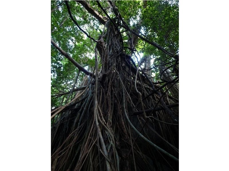 [Kagoshima Yakushima] will head into the forest and western forest road of large nature of art banyan [about 7 hours]の紹介画像