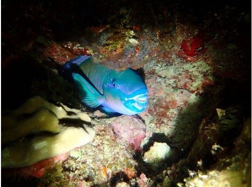 【沖縄／恩納村／夜光虫／ナイトシュノーケリング】カメラ撮影付き♪安心の少人数制♪当日予約OK♪の画像