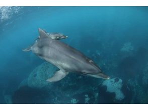 【東京・利島】利島でイルカと泳ぐ、ドルフィンスイムを楽しもう!の画像