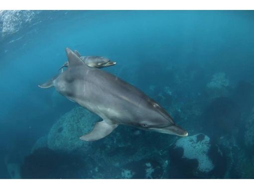 【 동경 ·利島]利島에서 돌고래와 수영 돌고래와수영체험투어 을 즐기자!の画像