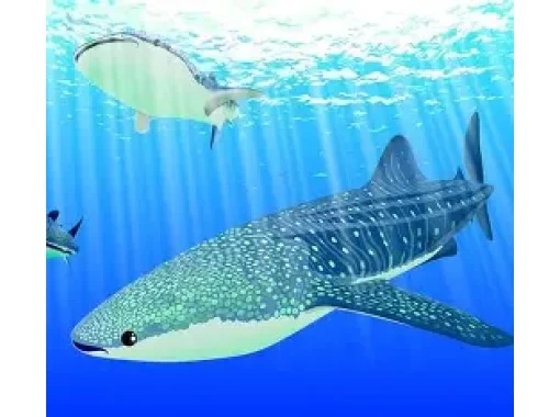 【沖縄・ジンベエザメ・シュノーケル】世界最大の魚類ジンベイザメ！100％の感動と200％の興奮！　写真＆動画無料！の画像