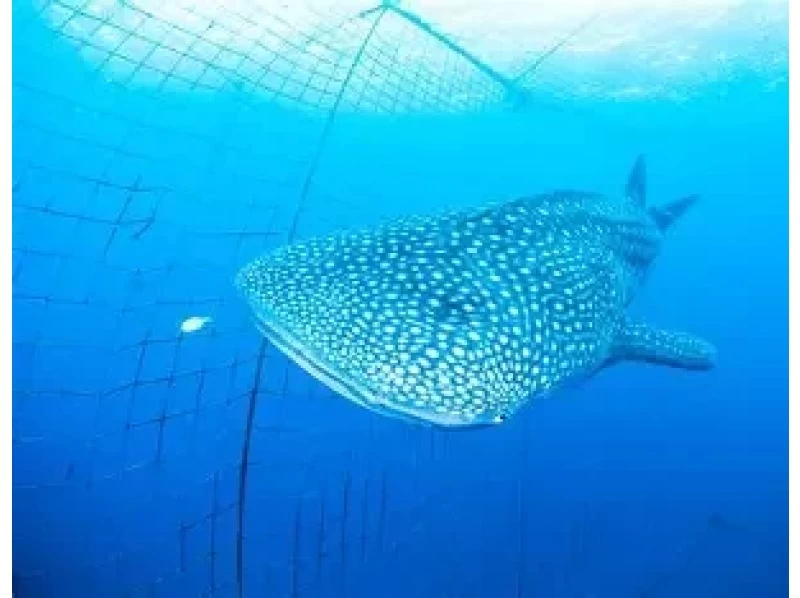 【北海道・SUP体験】透明度の高い支笏湖の湖面をクルージング！SUP体験（半日コース）の画像
