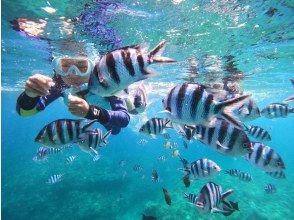 【沖縄・ジンベエザメ・シュノーケル】世界最大の魚類ジンベイザメ！100％の感動と200％の興奮！　写真＆動画無料！