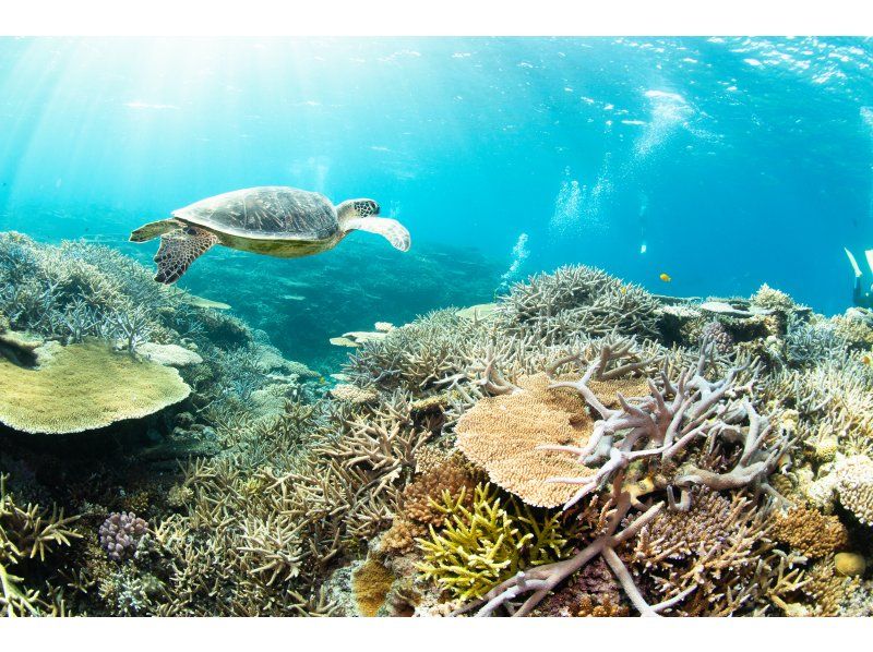 게라마 국립공원 당일 스노클링 투어の紹介画像