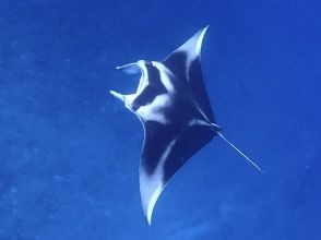 【石垣島発/水面マンタシーズン到来！/11~3月限定/シュノーケル/3.5時間】冬の海に舞う巨大マンタ！動画写真データ無料プレゼント