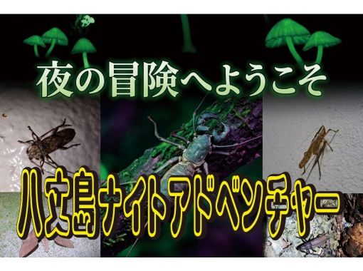 【東京・八丈島】5月1日～開始！大自然！ナイトアドベンチャーツアーの画像