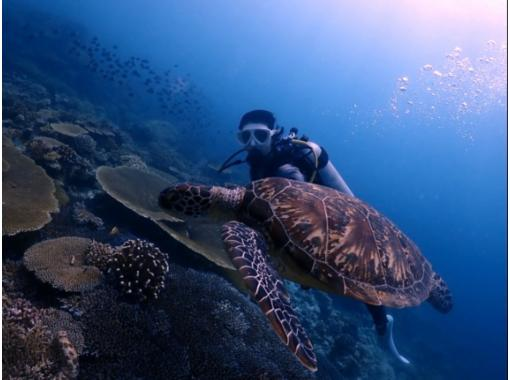 【那覇発・慶良間諸島・送迎可】半日で大満喫！体験ダイビング２回コース＜初心者・お1人様も大歓迎＞ウミガメ遭遇チャンス大の画像