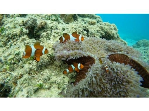 【쿠메지마・오쿠노하마】시승! 현지에서 태어나 자란 우민추가 안내하는 절경 스노클링! (핀・마스크 대여 무료) 쇼트 플랜の画像