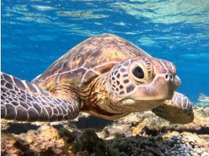 真心ダイバーズ