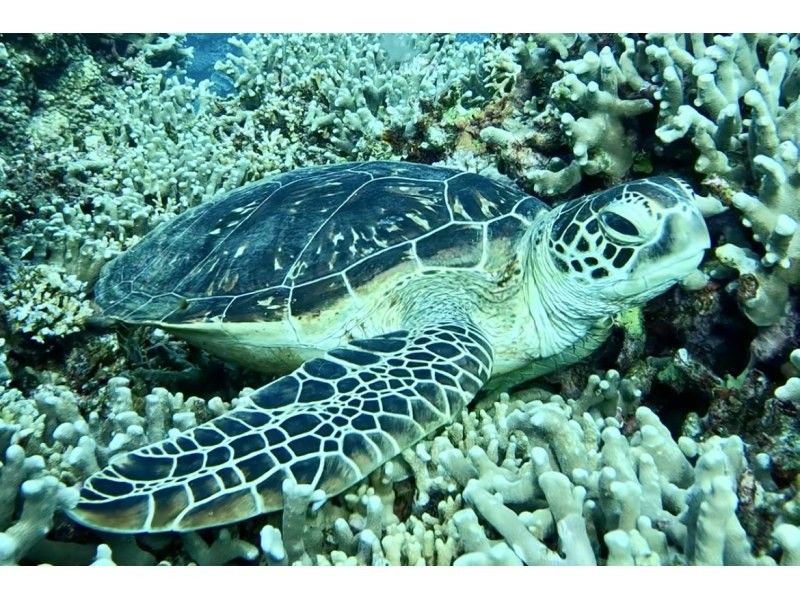 【北海道・SUP体験】透明度の高い支笏湖の湖面をクルージング！SUP体験（半日コース）の画像