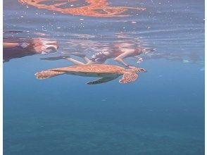 [Okinawa, Onna Village] Sea turtle walking snorkel