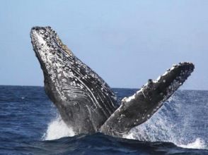 マリンショップ マーメイド