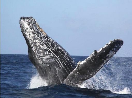 【ホエールウォッチング・沖縄北部・本部港発】冬季限定●写真無料ダウンロード付き●ドリンク・飴玉サービス！！の画像