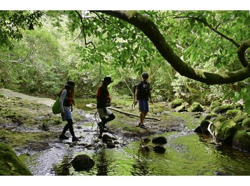 【ジャングル探検2島めぐり】西表島ちょっぴりジャングル探検と由布島＜約6時間／昼食付／E-4T＞の画像