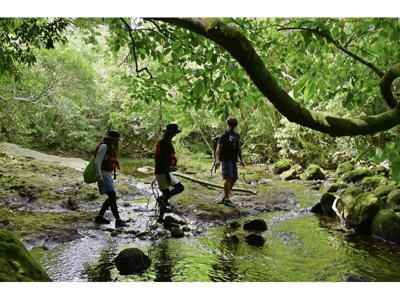 【ジャングル探検2島めぐり】西表島ちょっぴりジャングル探検と由布島＜約6時間／昼食付／E-4T＞の紹介画像