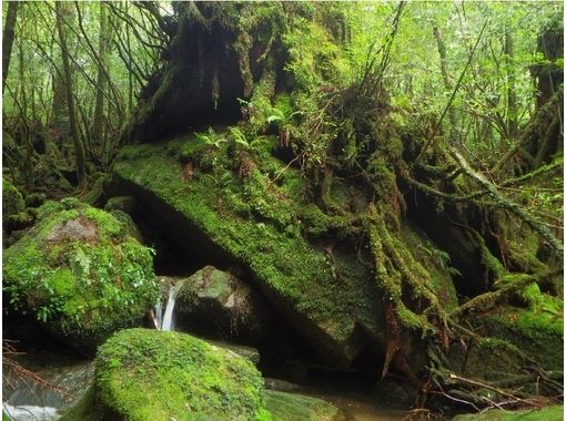 [Kagoshima Yakushima] Mossy ผ่อนคลายเวลา [ประมาณ 7 ชั่วโมง] ในป่าの画像