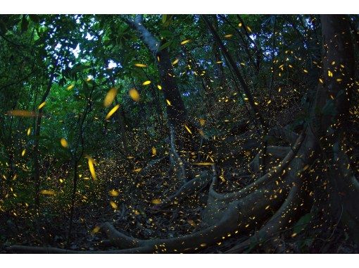 【沖縄・西表島】1年で2か月しか見れない春限定のヤエヤマホタル鑑賞ツアーの画像