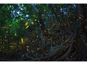 【沖縄・西表島】3月・4月限定のヤエヤマホタル撮影ツアー