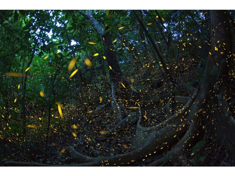 【沖縄・西表島】3月・4月限定のヤエヤマホタル撮影ツアーの紹介画像