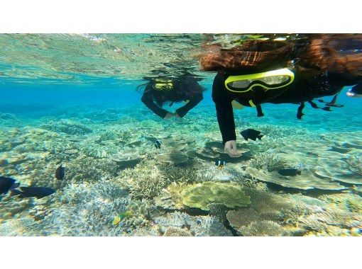 ออกจากจุดยอดฮิต! ดำน้ำตื้นชายหาด ♪の画像