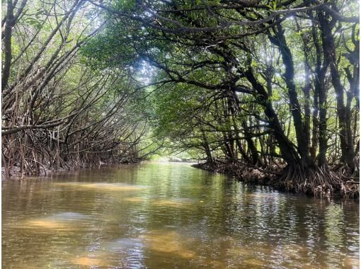 ★下雨天免费取消★ 由土生土长的岛民倾情打造！无需担心下雨！红树林皮划艇之旅！包含免费照片！の画像