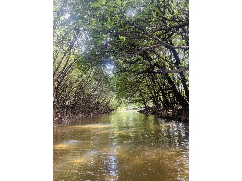 ★Free cancellation in case of rain★ Presented by an island-born and island-raised person!! Don't worry about the rain! Mangrove kayaking tour! Free photo data included!の紹介画像