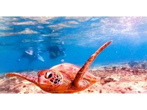 【나하·이토만】단체 간사님은 필견☆10명 이상으로 간사님은 무료의 기쁜 바다거북과 스노클링♪ 바다거북 조우율 높아야♪