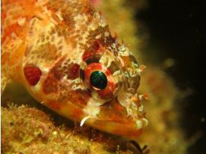 [Okayama] 2 dive course - with lunch] to experience diving longer play in the southern Shikokuの画像