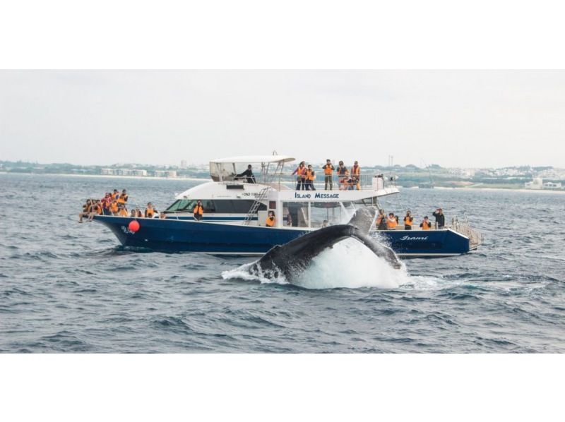 [Half-day tour from Chatan, Okinawa] \ March 2026 only! Spacious whale watching tour for up to 30 people ☆ Money-back guarantee available from March 1st to March 15th ☆の紹介画像