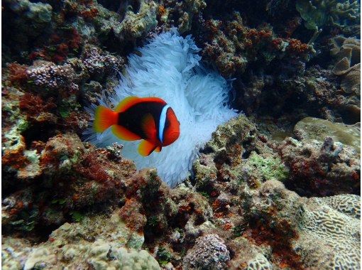 Experience Diving [Okinawa Main Island, Gorilla Chop/Blue Cave/Nakayukui] Private Rental ♡ Beginners, Solos, Groups (Japanese/English)の画像