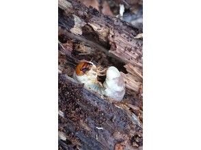 クワガタの幼虫捕獲＆飼育方法を学んで羽化まで育てきる体験★飼育キッドのプレゼント付き