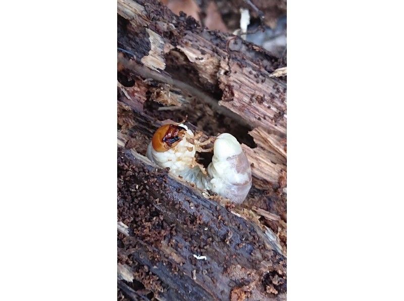 クワガタの幼虫捕獲＆飼育方法を学んで羽化まで育てきる体験★飼育キッドのプレゼント付きの紹介画像