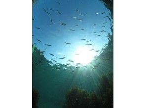 [Okayama] Enjoy the rich sea of Japan! Experience Diving 2 dive course [with lunch]の画像