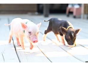 【和歌山，五宝】与可爱的小猪一起散步