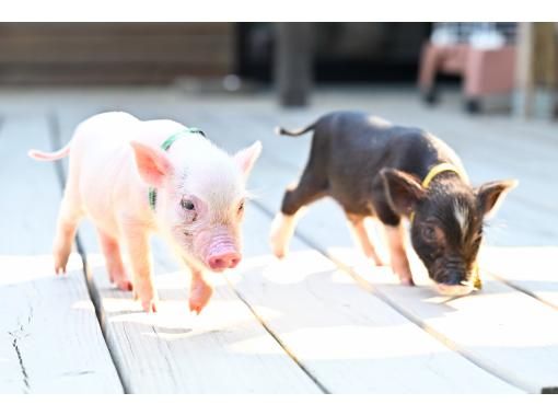 【和歌山，五宝】与可爱的小猪一起散步の画像