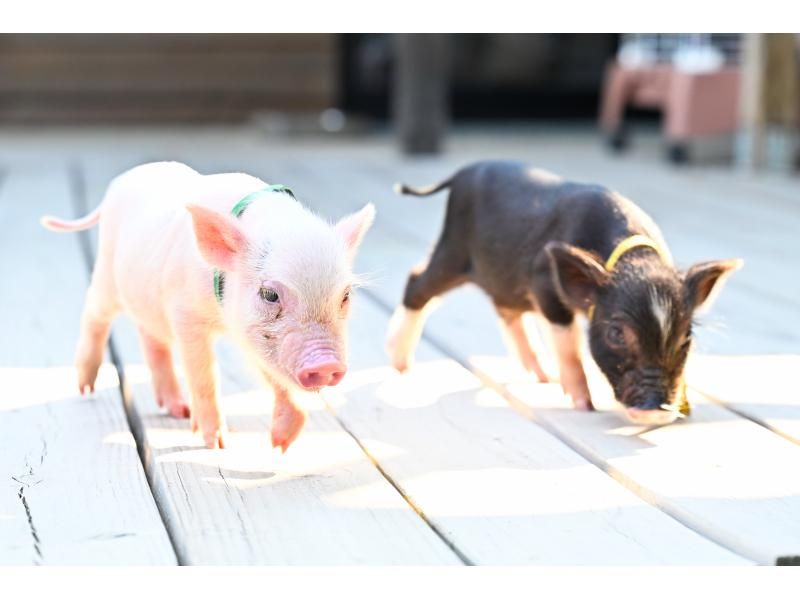 【和歌山，五宝】与可爱的小猪一起散步の紹介画像