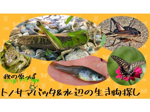 【都内開催！】バッタと湿地の生き物探し！の画像