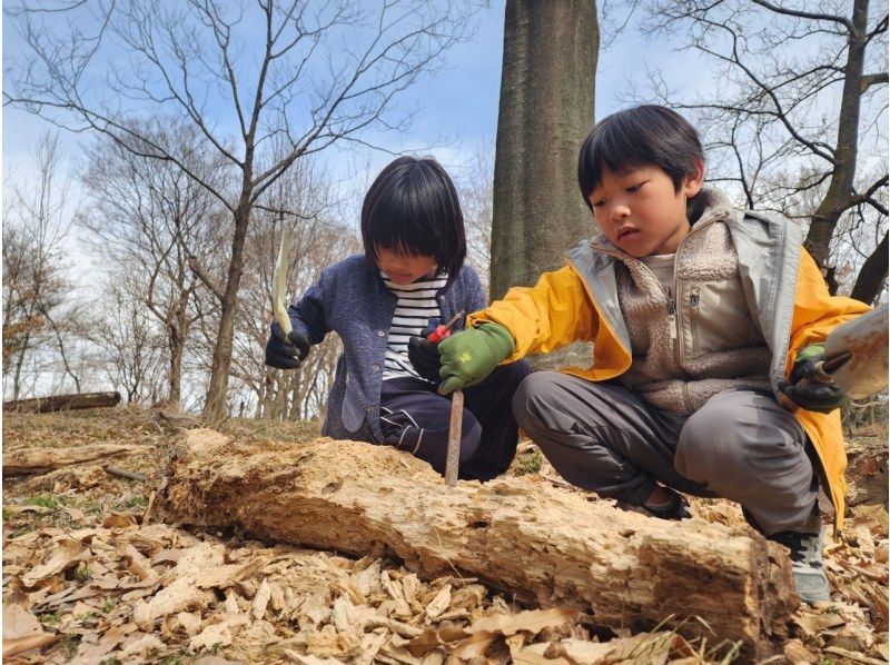 【冬限定！マニアック企画】冬のカブト・クワガタ幼虫探しの紹介画像