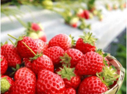 499 [熊本] 当地巴士之旅：季节限定！草莓自助餐、草莓采摘体验，以及在 Josaien 享用午餐（包含农场咖啡厅的新鲜草莓冰淇淋）の画像