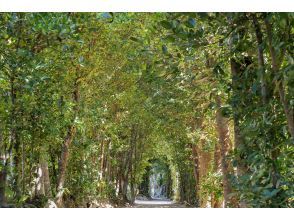 【沖縄・本部】本を作るフォトツアー ｜フクギ並木で旅の一節、あなたの物語をフォトブックにするフォトツアー【備瀬／貸切・写真データ 】