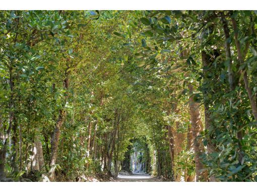 【沖縄・本部】本を作るフォトツアー ｜フクギ並木で旅の一節、あなたの物語をフォトブックにするフォトツアー【備瀬／貸切・写真データ 】の画像