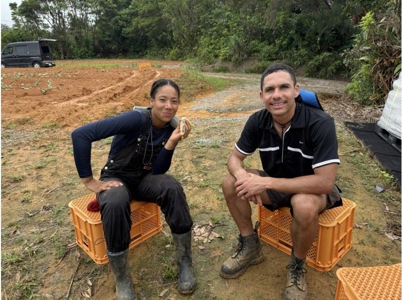 [Okinawa, Yaese Town] Potato harvesting and sorting experienceの紹介画像