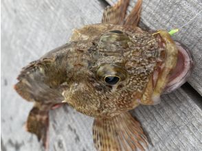 【釣りインストラクター付き】手ぶらでOK ガシラ釣り体験（釣った魚も食べれる！）
