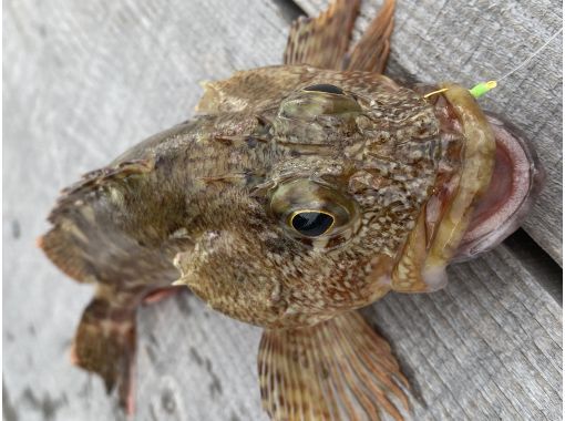 【釣りインストラクター付き】手ぶらでOK ガシラ釣り体験（釣った魚も食べれる！）の画像