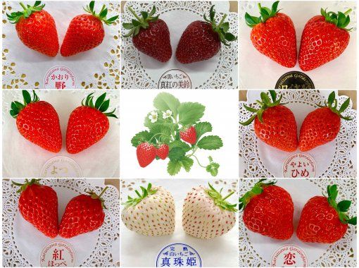 [Nagano/Karuizawa] Winter/Spring Strawberry Picking ★ Advanced All-You-Can-Eat Course ★ Multiple varieties of red strawberries + white strawberries + black strawberries All-you-can-eat (40 minutes) Condensed milk refills available!の画像